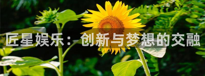 运达娱乐平台招商：匠星娱乐：创新与梦想的交融
