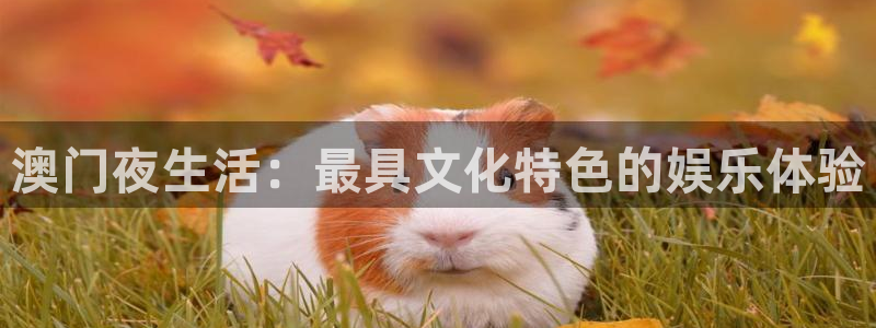 运达娱乐官网：澳门夜生活：最具文化特色的娱乐体验